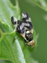 Urophora cardui